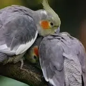 Emerald Cockatiel
