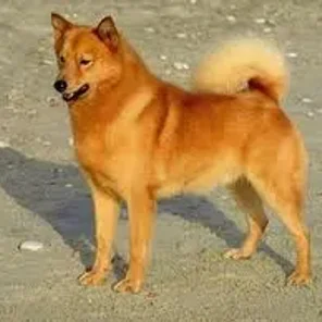 Finnish Spitz