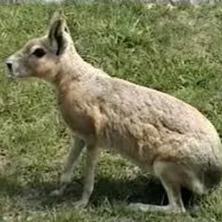 Marvelous Mara