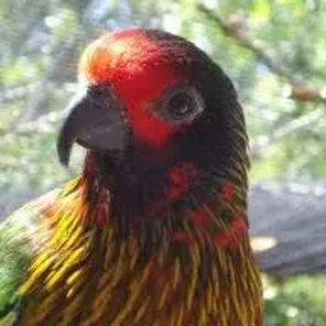 Yellowish-streaked Lory