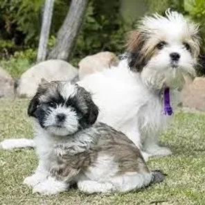 Mal-Shi (Shihtese) (Designer Dog)