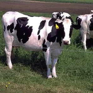Holstein
