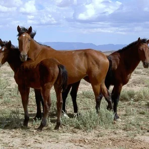 Mustang