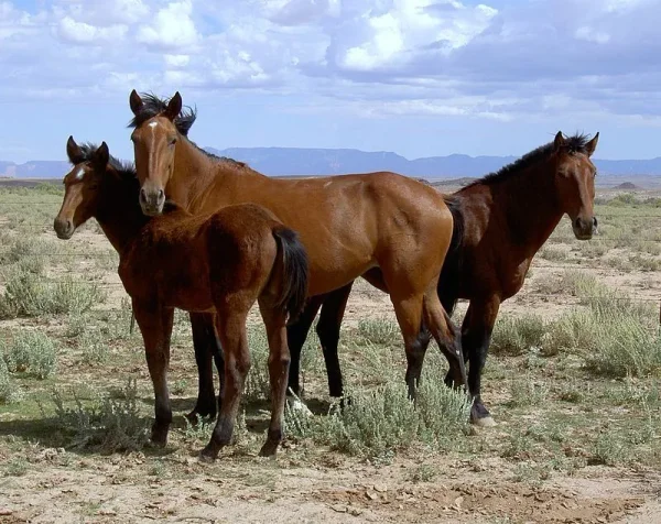 The mustang is a free-roaming horse of the American west that first descended from horses brought to the Americas by the Spanish. Mustangs are often referred to as wild horses, but there is debate over terminology.