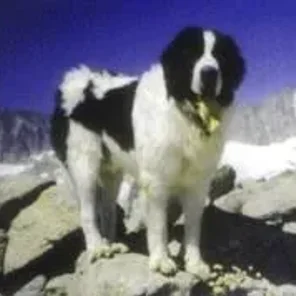 Pyrenean Mastiff