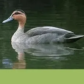 Philippine Duck