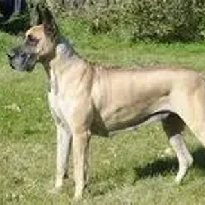 Daniff (Designer Dog)