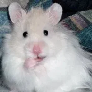 Sokolov's Dwarf