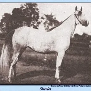 Sherlet