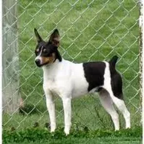 Rat Terrier