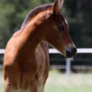 Vallora BA