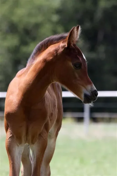 Vallora BA