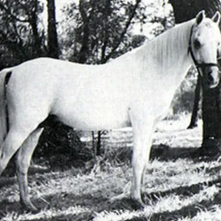 DHAREB