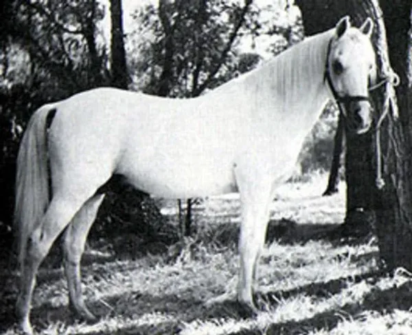 DHAREB