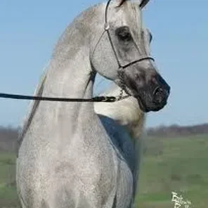 Falcon BHF