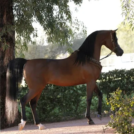 Vitorio, owned by Janey Morse of Oak Ridge Arabians, will stand at Michalów State Stud in Poland for the 2014 and 2015 breeding season.