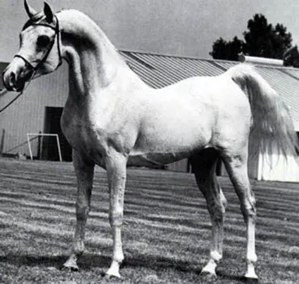 FASEROUF