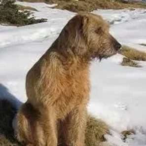 Bosnian Coarse-haired Hound