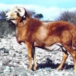 Damara