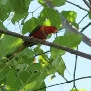 Duchess Lorikeet
