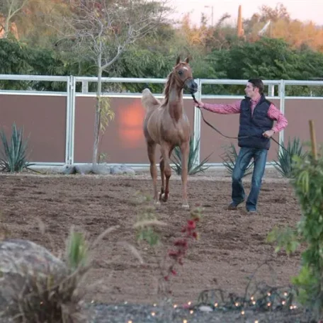 2014 was a year that I received a very special gift (from you now who) and I will forever be grateful! Luxemere Tulio (Trussardi x LM Magnified) Presented beautifully by Arabians International during the farm tours! A special shout out to... Lucho Guimarã