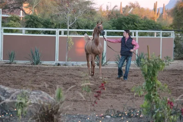 2014 was a year that I received a very special gift (from you now who) and I will forever be grateful! Luxemere Tulio (Trussardi x LM Magnified) Presented beautifully by Arabians International during the farm tours! A special shout out to... Lucho Guimarã