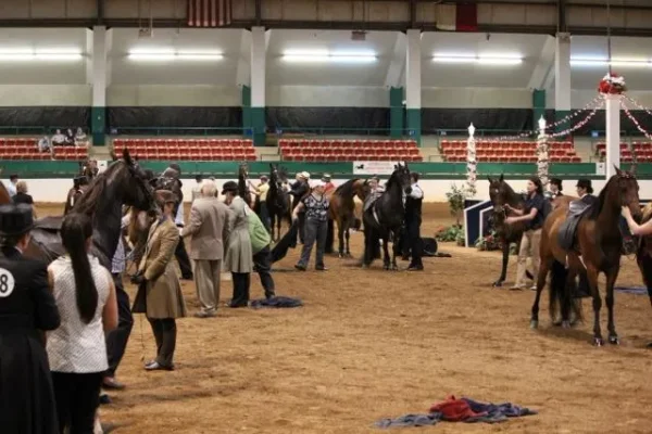 Morgan Southern States Regional Show