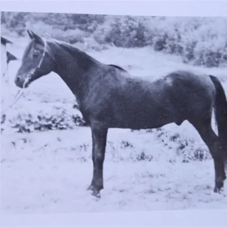 Ferdeyn (Raseyn x Ferdisia) bay stallion, foaled September 27, 1936
bred by W.K. Kellogg Institute