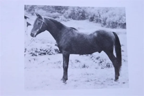 Ferdeyn (Raseyn x Ferdisia) bay stallion, foaled September 27, 1936
bred by W.K. Kellogg Institute