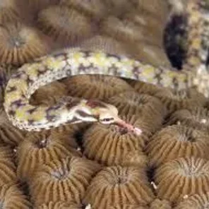 Pipefish