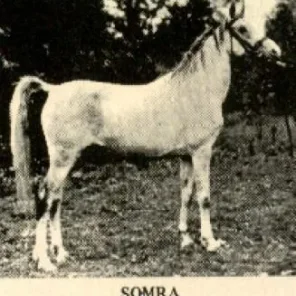 Somra