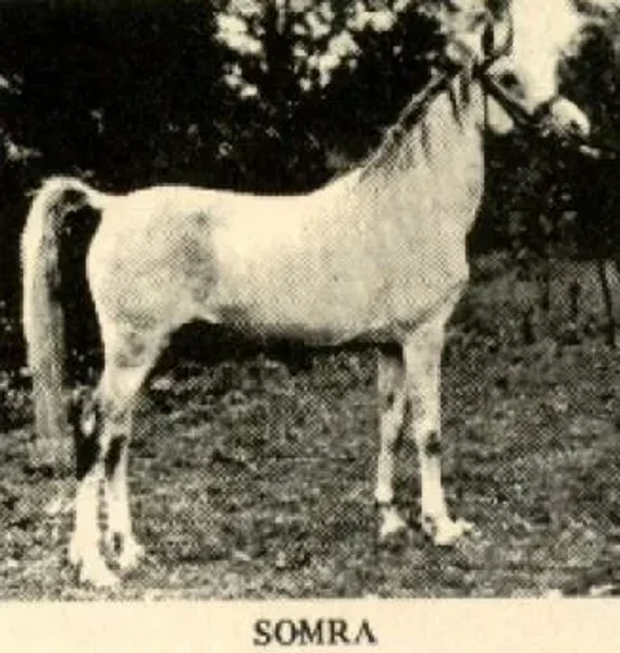 Somra