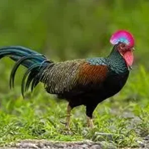 Green (Forked-Tail Jungle)