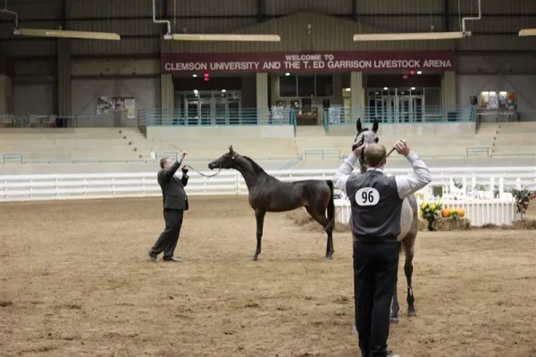 WESTERN CAROLINA’S ARABIAN SHOW November 2-4 , 2012