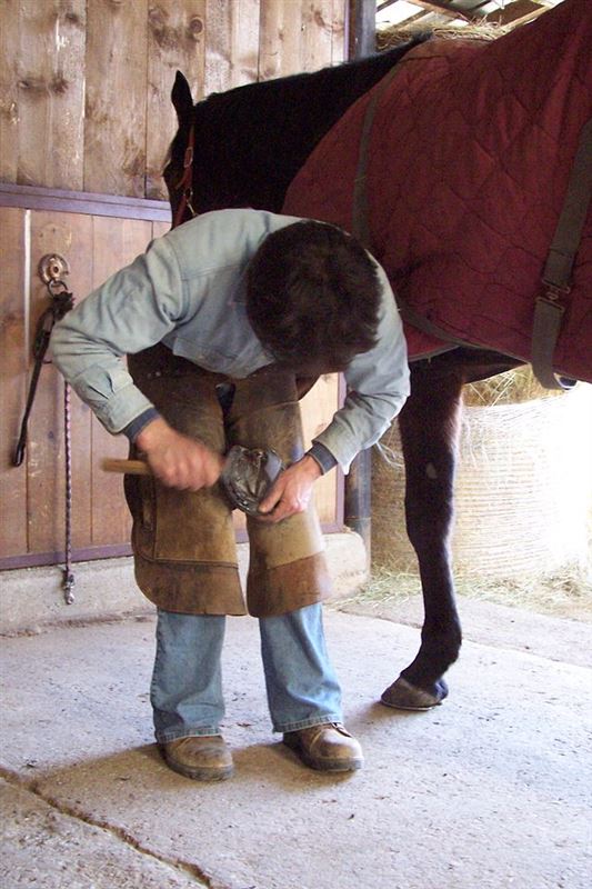 Hoof Care and Shoeing