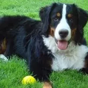 Bernese Mountain