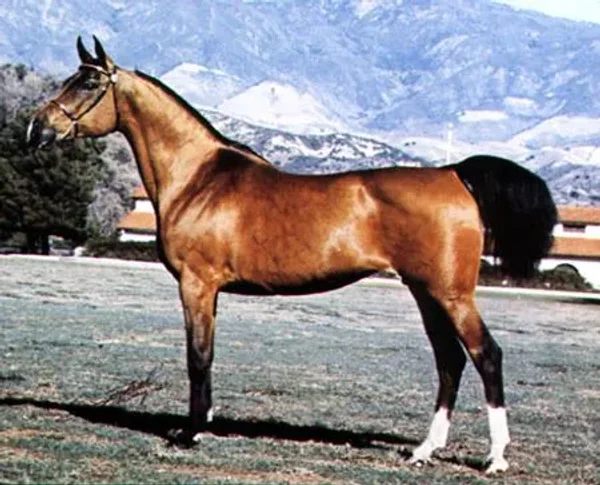 maritsa