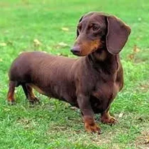 Dachshund