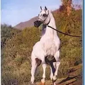 Horse Admirer