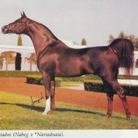 *NARIADNI