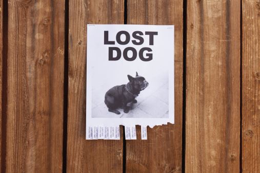 What to do if your pet gets lost