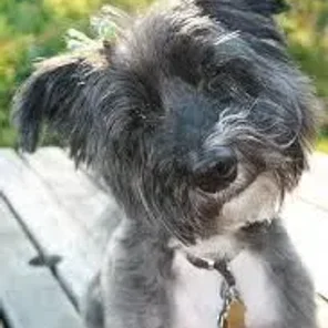Scotchon (Designer Dog)