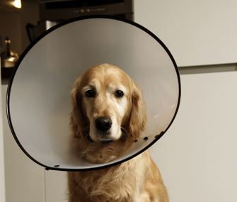 The Dreaded E-Collar: Why It's Your Best Bet for Wound Care