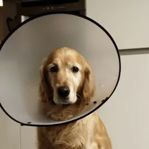 The Dreaded E-Collar: Why It's Your Best Bet for Wound Care