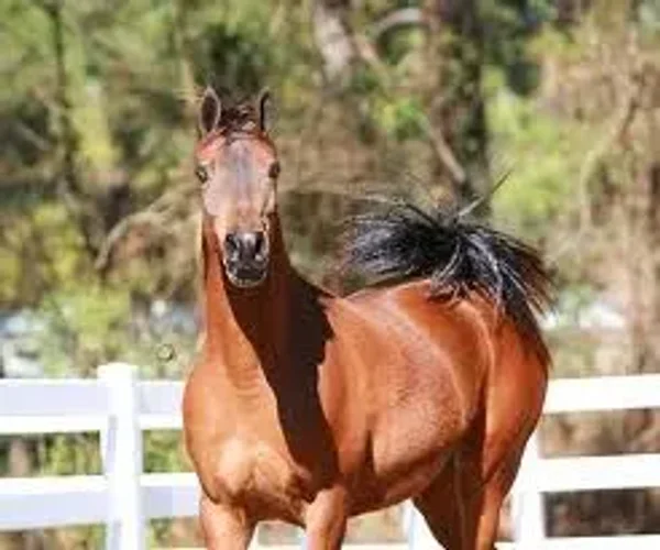 C Starlite Bey