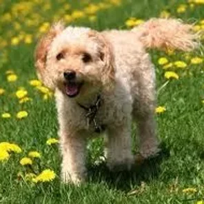 Eskapoo (Designer Dog)