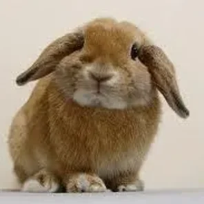 Lop