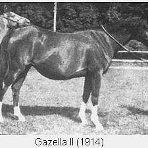 Gazella II