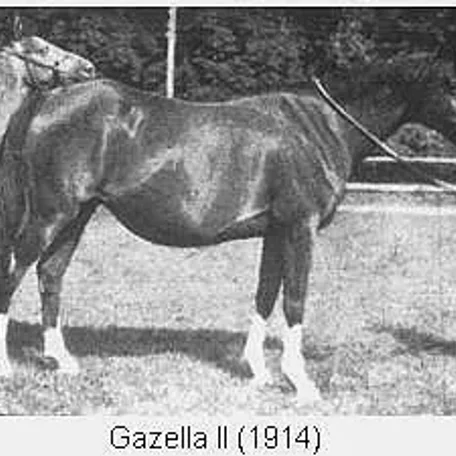 Gazella II