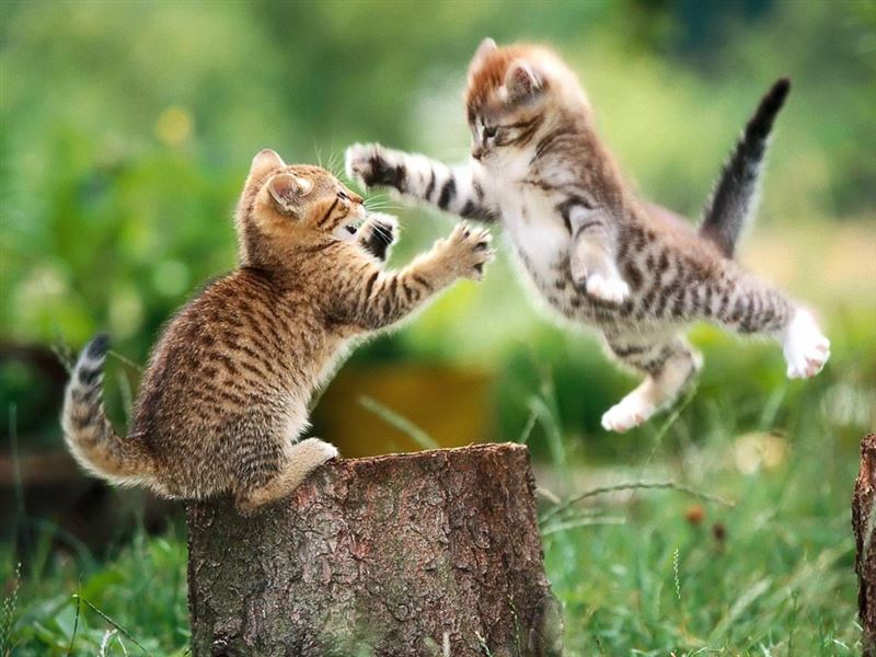 Is a Cat Right for You?